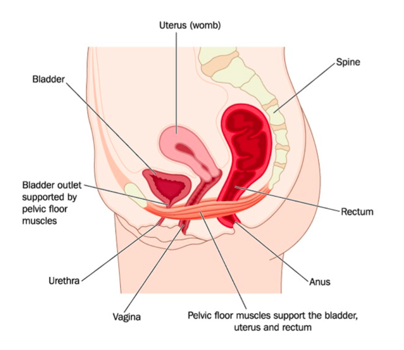 pelvic